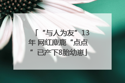 “与人为友”13年 网红麋鹿“点点”已产下8胎幼崽