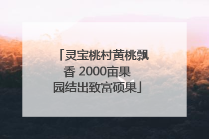 灵宝桃村黄桃飘香 2000亩果园结出致富硕果