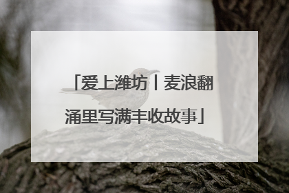 爱上潍坊丨麦浪翻涌里写满丰收故事