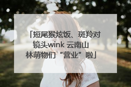 短尾猴炫饭、斑羚对镜头wink 云南山林萌物们“营业”啦