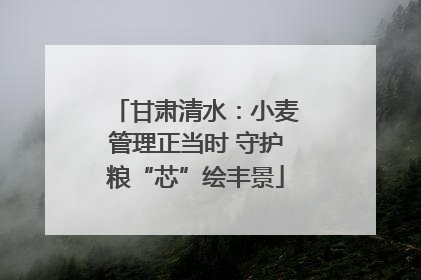 甘肃清水：小麦管理正当时 守护粮“芯”绘丰景
