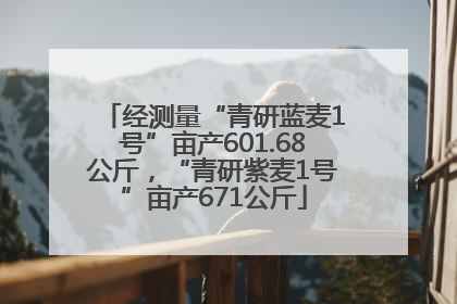 经测量“青研蓝麦1号”亩产601.68公斤，“青研紫麦1号”亩产671公斤