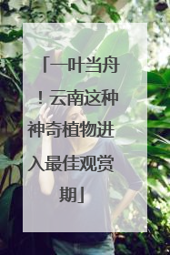 一叶当舟！云南这种神奇植物进入最佳观赏期