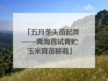 五月垄头苗起舞——青海首试青贮玉米育苗移栽