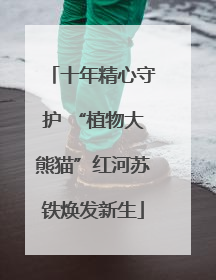 十年精心守护 “植物大熊猫”红河苏铁焕发新生