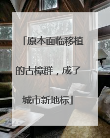 原本面临移植的古樟群，成了城市新地标