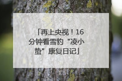 再上央视！16分钟看雪豹“凌小蛰”康复日记