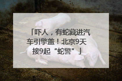 吓人，有蛇藏进汽车引擎盖！北京9天接9起“蛇警”