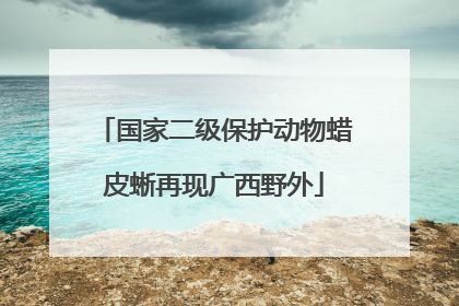 国家二级保护动物蜡皮蜥再现广西野外