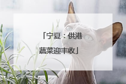 宁夏：供港蔬菜迎丰收