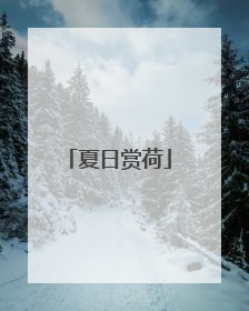 夏日赏荷