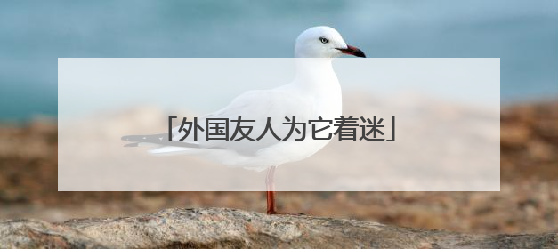 外国友人为它着迷