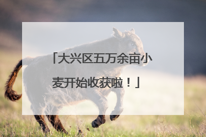 大兴区五万余亩小麦开始收获啦！