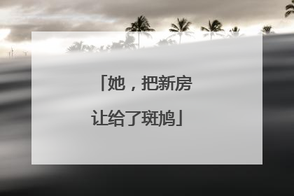 她，把新房让给了斑鸠