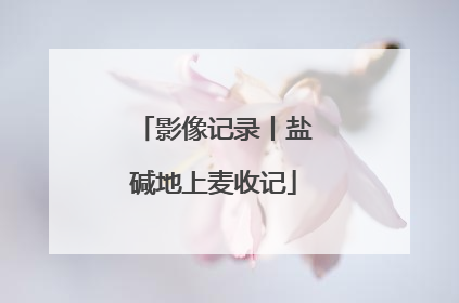 影像记录丨盐碱地上麦收记