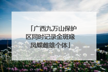 广西九万山保护区同时记录金斑喙凤蝶雌雄个体