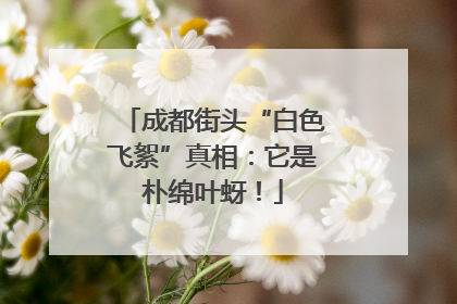 成都街头“白色飞絮”真相：它是朴绵叶蚜！