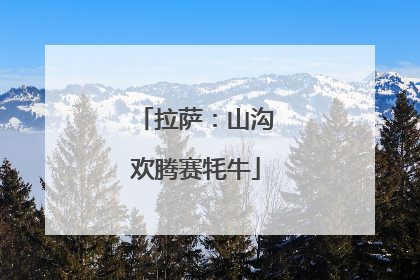 拉萨：山沟欢腾赛牦牛
