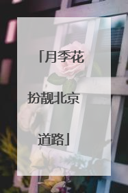 月季花扮靓北京道路