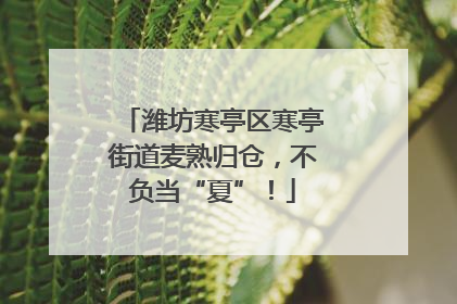 潍坊寒亭区寒亭街道麦熟归仓，不负当“夏”！