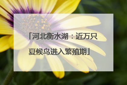 河北衡水湖：近万只夏候鸟进入繁殖期