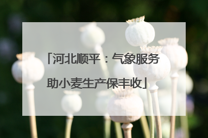 河北顺平：气象服务助小麦生产保丰收