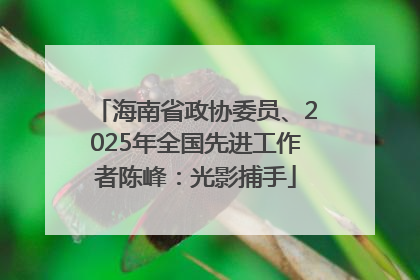 海南省政协委员、2025年全国先进工作者陈峰：光影捕手