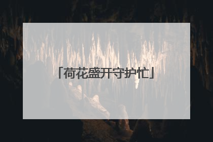 荷花盛开守护忙