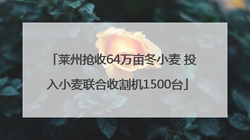 莱州抢收64万亩冬小麦 投入小麦联合收割机1500台